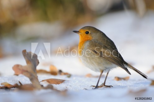 Picture of Wintering Robin walking in the snow